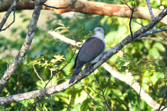 Ducula badia