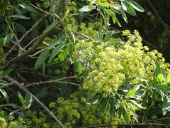 Heteromorpha arborescens