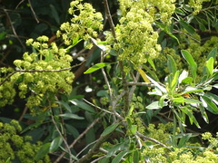 Heteromorpha arborescens