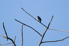 Dicaeum ignipectus cambodianum