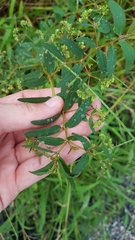 Euphorbia hyssopifolia