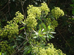 Heteromorpha arborescens
