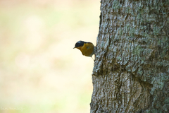 Ficedula mugimaki