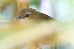 Malacocincla abbotti