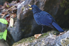 Myophonus caeruleus eugenei