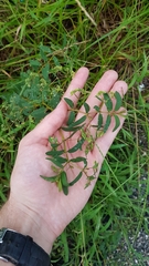 Euphorbia hyssopifolia