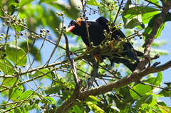 Gracula religiosa