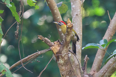 Picus vittatus
