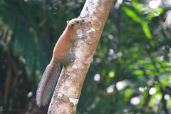 Callosciurus caniceps