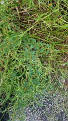 Euphorbia hyssopifolia