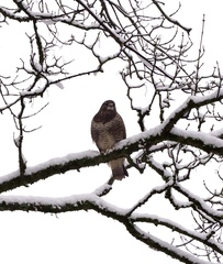 Buteo buteo