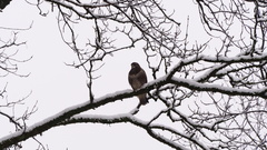 Buteo buteo