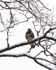 Buteo buteo