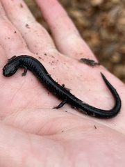 Plethodon richmondi