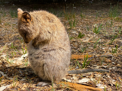 Setonix brachyurus
