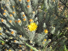 Oedera fruticosa