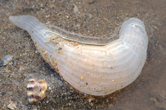 Heteractis