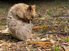 Setonix brachyurus