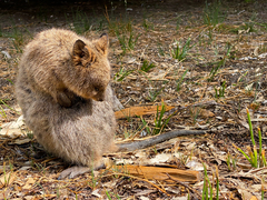 Setonix brachyurus