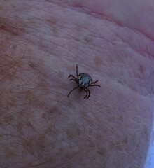 Amblyomma hebraeum