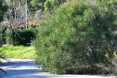 Phillyrea angustifolia