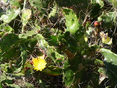 Opuntia monacantha