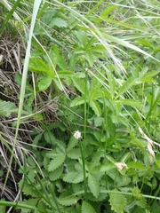 Eleocharis uniglumis