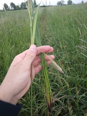 Eleocharis uniglumis