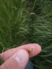 Eleocharis uniglumis