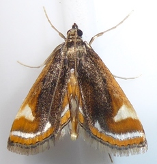 Acentropinae