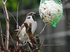 Passer montanus