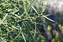 Phillyrea angustifolia