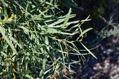 Phillyrea angustifolia