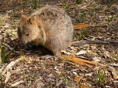 Setonix brachyurus
