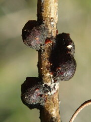 Austrotachardia