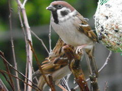 Passer montanus