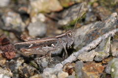 Omocestus raymondi