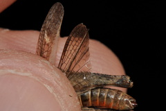 Omocestus raymondi