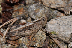 Omocestus raymondi
