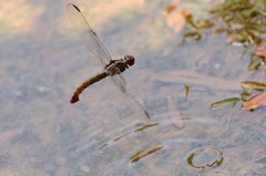 Orthemis discolor
