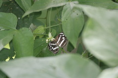 Dynamine postverta mexicana