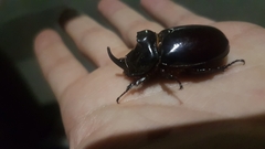 Oryctes nasicornis corniculatus