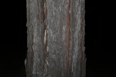 Eucalyptus fibrosa