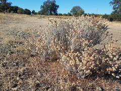 Eriogonum wrightii trachygonum