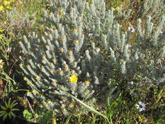 Oedera fruticosa
