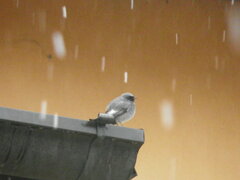 Phoenicurus ochruros