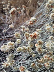 Eriogonum wrightii trachygonum