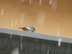 Phoenicurus ochruros