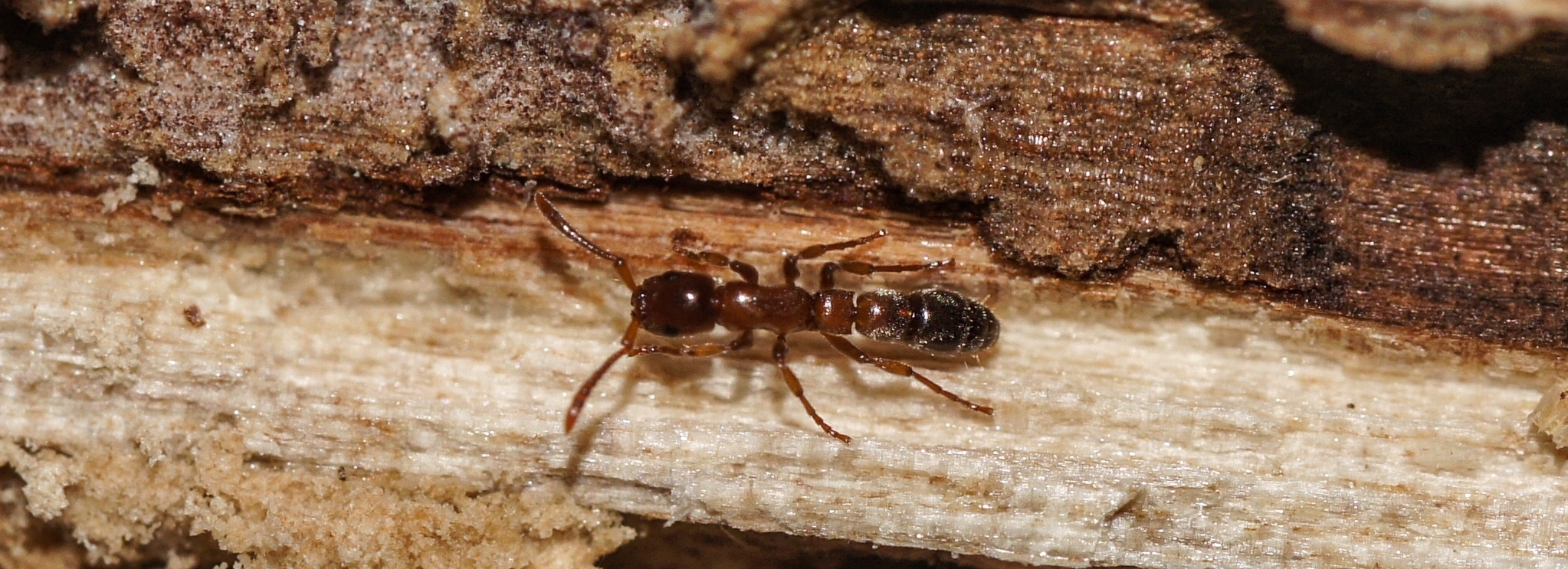 Lioponera singaporensis