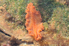 Polycladida